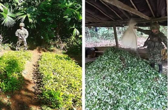 Ejército Nacional propina contundente golpe a las economías ilícitas en el Bajo Cauca antioqueño y sur de Córdoba