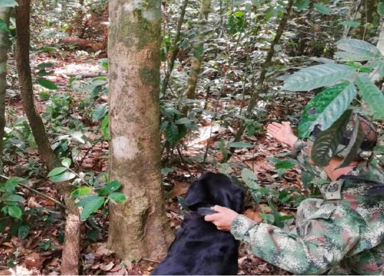 Fuerzas Militares ubican depósito ilegal con material explosivo en el Meta