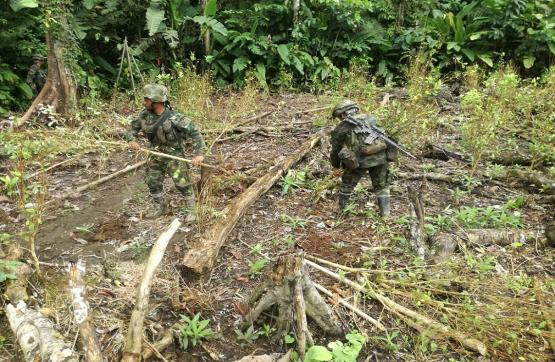 Fuerzas Militares erradican más de 5 hectáreas de cultivos ilícitos en Chocó