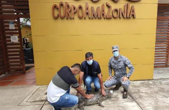 Caimán negro fue rescatado por personal militar de la Fuerza Aérea en el Amazonas