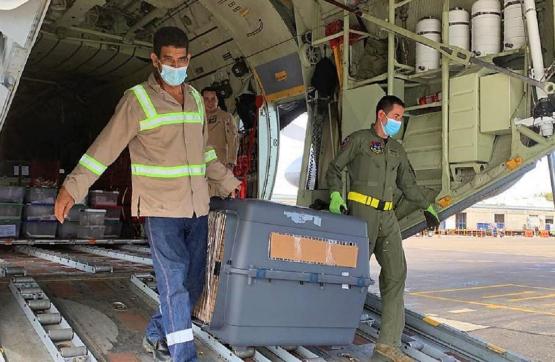  Fuerza Aérea Colombiana transporta animales silvestres víctimas de tráfico de fauna 