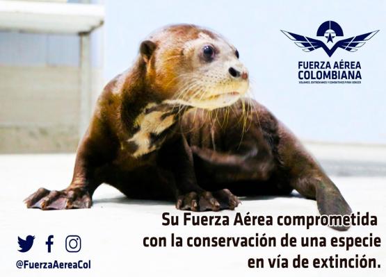 En un avión de la Fuerza Aérea Colombiana llegó a Cali nutria bebé 