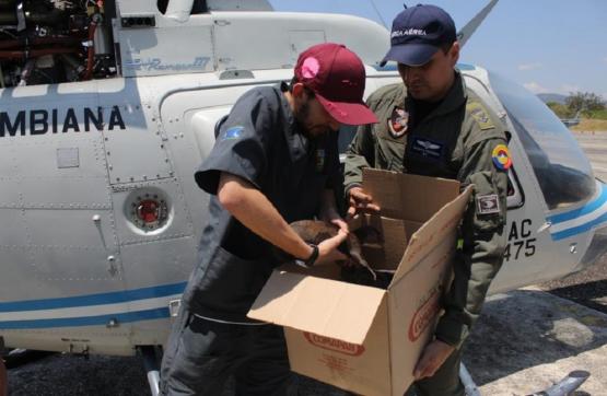 Nutria bebé, llega a su nuevo hogar con el apoyo de la Fuerza Aérea Colombiana