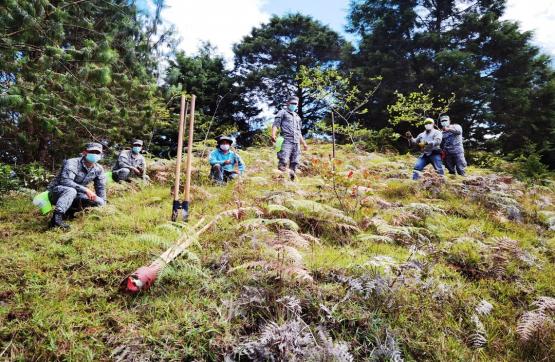 En Rionegro, Antioquia, fueron sembrados 600 nuevos árboles   