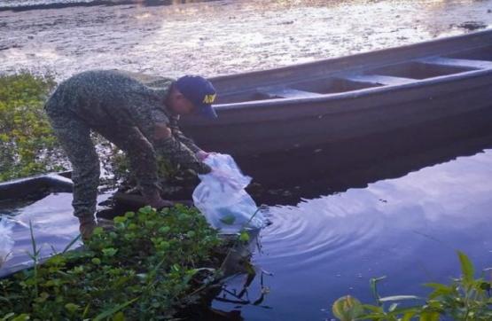 Más de 700 mil especies de alevinos fueron transportados por la Armada de Colombia