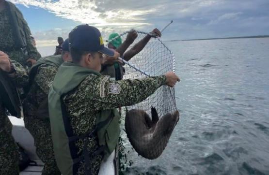 La Armada de Colombia rescató 14 animales en el Pacífico colombiano
