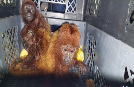 Armada de Colombia incauta cocaína y fauna silvestre en altamar