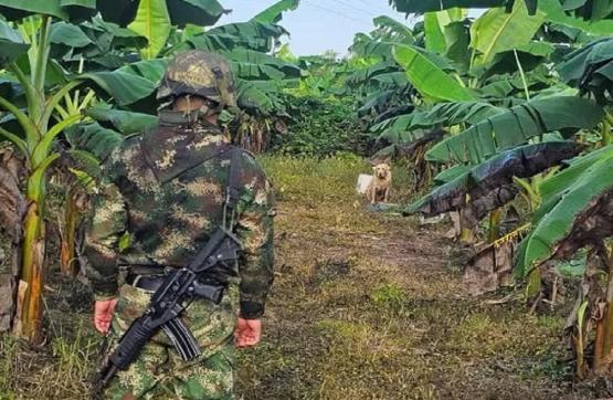 Tropas del Ejército Nacional neutralizan acción terrorista en un cultivo de plátano en Arauca