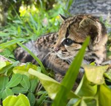 Recuperación de un felino silvestre en Solano, Caquetá por su Fuerza Aeroespacial