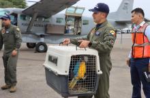 Aves víctimas de tráfico ilegal, fueron transportadas a un nuevo hogar por su Fuerza Aeroespacial Colombiana