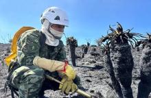 Vida en medio de las cenizas: soldados rescatan vivero con frailejones y ponen a salvo el futuro de Santurbán