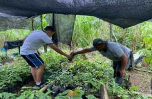 Proyecto productivo sembrará 2.000 árboles en Caldas, Fuerza Aeroespacial Colombiana lidera la iniciativa