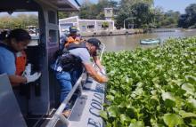 Armada de Colombia recupera y libera 37 hicoteas en el río Magdalena