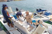 Armada de Colombia incauta una tonelada de caracol pala