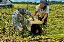 Animales silvestres regresan a su hábitat natural con el apoyo de la Fuerza Aérea Colombiana 
