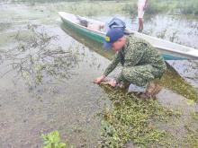 Armada de Colombia participó en la liberación de 750 babillas