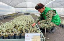Más de 36 mil plántulas han sembrado los soldados de la Brigada 13 en lo corrido del año