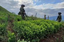 Ubicado un semillero con aproximadamente 30.000 plántulas de hoja de coca en Hacarí