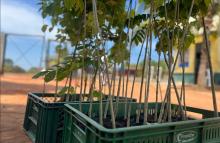 Un abrazo verde para Vichada: 3.000 plántulas para un futuro mejor