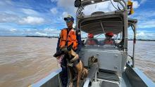 París: la pastor belga malinois que se ha convertido en una de las integrantes más efectivas de las Fuerzas Militares en el Amazonas