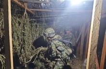 Ejército Nacional logra incautación de 1,3 toneladas de marihuana en el Cauca