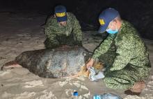 Armada de Colombia salvó a tortuga herida en el Archipiélago de San Andrés 