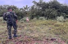 Canino antiexplosivo