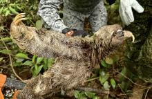 Rescate oportuno a oso perezoso llevado por la corriente del río Caquetá