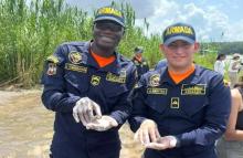 Armada de Colombia contribuye a la conservación de la biodiversidad con la liberación de 150 tortugas
