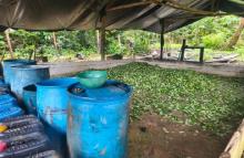 En el Chocó, Fuerzas Militares y Policía desmantelaron cinco laboratorios para la producción de pasta base de coca