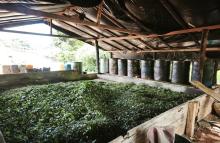 Ejército Nacional debilita finanzas del Clan del Golfo: 170 millones de pérdidas para este grupo ilegal en el Chocó