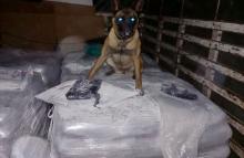Ely, canino del Ejército Nacional, halló más de una tonelada de marihuana en el Quindío