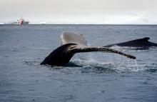Tras 130 días de navegación por los océanos Pacífico y Antártico, la XII Expedición Antártica de Colombia finaliza y el ARC 'Simón Bolívar' regresó al país
