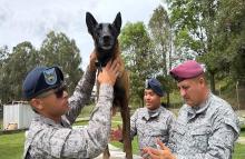 Bienestar integral: el cuidado que fortalece a los caninos militares
