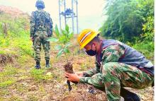 cgfm-850-arboles-fueron-sembrados-en-el-catatumbo_.jpg