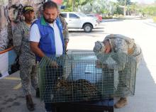 cogfm-arc-medio-ambiente-recuperacion-tigrillo-sucre-09.jpg