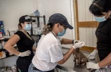 cogfm-armaa-colombia-jornada-atencion-gratuita-para-felinos-canino-de-providencia-16.jpg