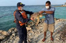 cogfm-armada-colombia-rescate-liberacion-tortuga-archipielago-san-bernardo-18.jpg