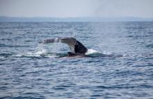 cogfm-armada-de-colombia-dimar-esta-preparada-para-avistamiento-de-ballenas-jorobadas-en-el-pacifico-30.jpg