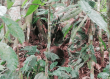 cogfm-ejc-neutralizacion-explosivos-exde-valle-cauca-26.gif