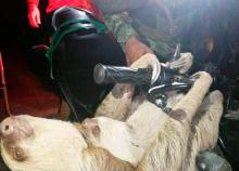 cogfm-ejc-recuperado-oso-perezoso-17.jpg