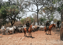 cogfm-ejc-recuperan-ganado-incautan-hidrocarburo-27.gif