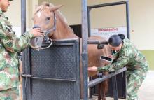 cogfm-ejercito-nacional-mujer-militar-medica-veterinaria-08.jpg