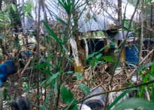 cogfm-fac-narcotrafico-cumaribo-vichada-18.gif