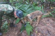 cogfm-fuerzas-militares-operacion-busqueda-y-rescate-menores-de-edad-en-selvas-del-caqueta-17_0.jpg
