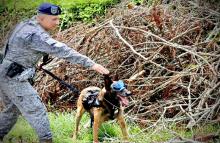 cogfm_fac_caninos_militares_entrenados_para_salvar_vidas_1.jpeg