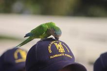 foto_enap-loro.jpeg