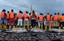 pesca_ilegal_malpelo_7.jpg