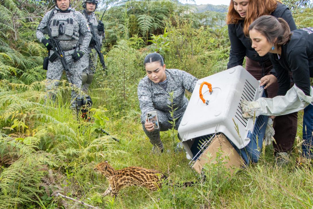 Trabajo articulado entre Fuerza Aeroespacial y Cornare permitió la liberación de un Tigrillo en Antioquia