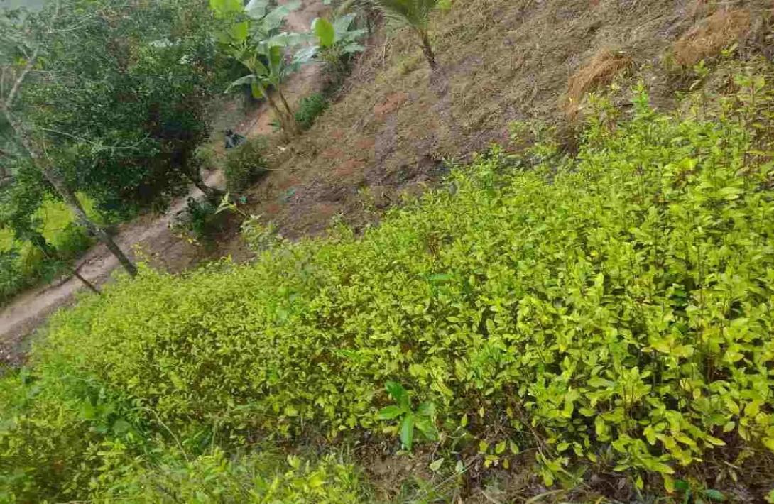 Ejército Nacional erradicó más de 75.000 matas de hoja de coca en Norte de Santander